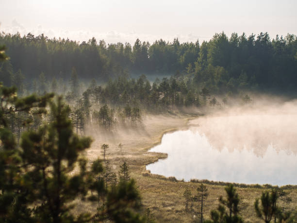 istock mist over a swamp and lake 817233458