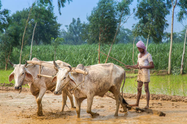 Bullock ploughing paddy fields in uttarakhand. Rice Farmer ploughing with Wooden Tool and two oxen To Level The Paddy Field yoke stock pictures, royalty-free photos & images