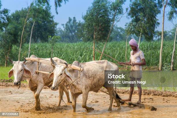 Bullock Ploughing Paddy Fields In Uttarakhand Stock Photo - Download Image Now - Farmer, India, Culture of India