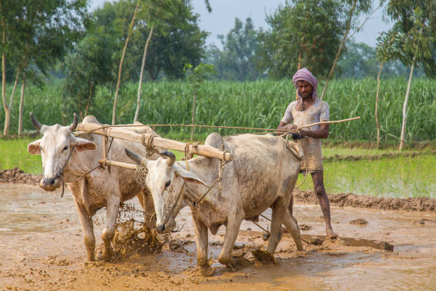 istock Farmer with oxen ploughing rice field in Uttar pardesh. 817233614