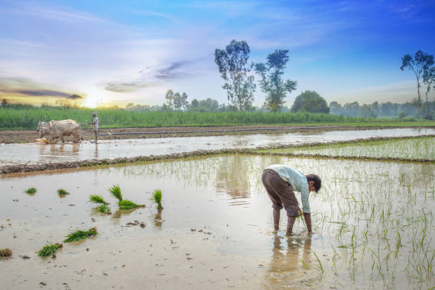 agricoltore indiano che pianta piantine di riso nella risaia. - editorial horizontal farmer occupation foto e immagini stock