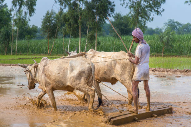istock Traditional Indian framer using an oxen to plow Paddy field for planting. 817233658