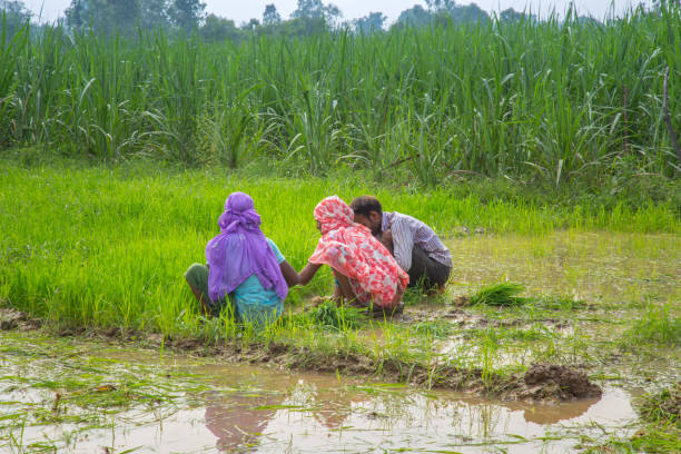 istock Indian farmer working in the rice paddy field. 817233690