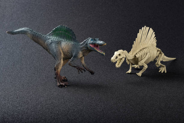 istock spinosaurus model and skeleton on a black background 817236256