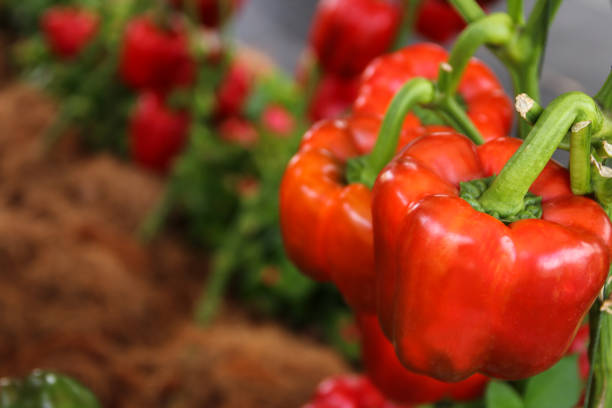 dulce pimiento rojo crece en árbol en el jardín, pimentón ají. - pepper bell pepper growth ripe fotografías e imágenes de stock