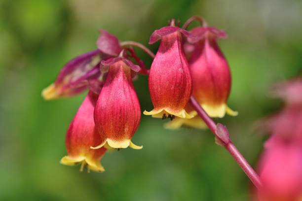 istock Kalanchoe 'Wendy' Flowers 817251210