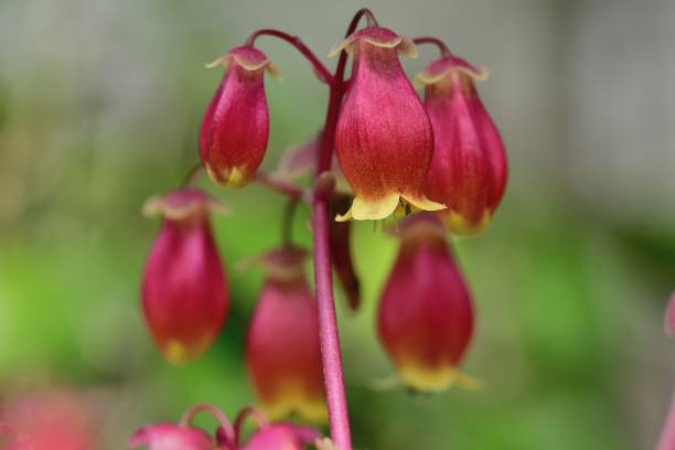 istock Kalanchoe 'Wendy' Flowers 817251214