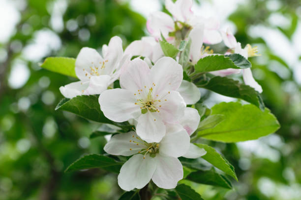 istock apple tree flower closeup detail 817253858