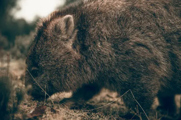 Large adorable wombat during the day looking for grass to eat in Cradle Mountain, Tasmania