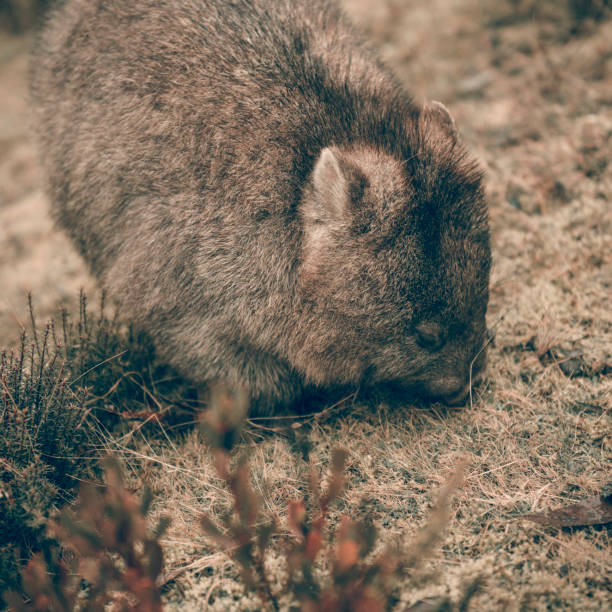 istock Adorable large wombat during the day looking for grass to eat 817264154