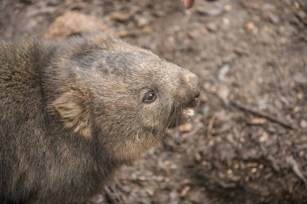 istock Adorable large wombat during the day looking for grass to eat 817269416