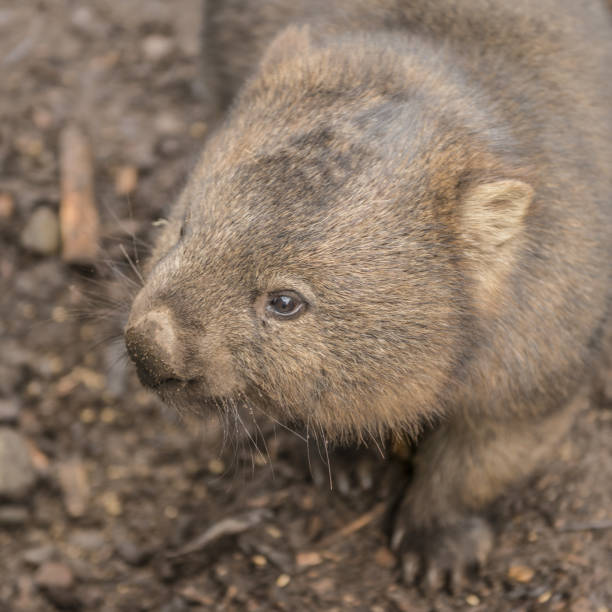 istock Adorable large wombat during the day looking for grass to eat 817269482