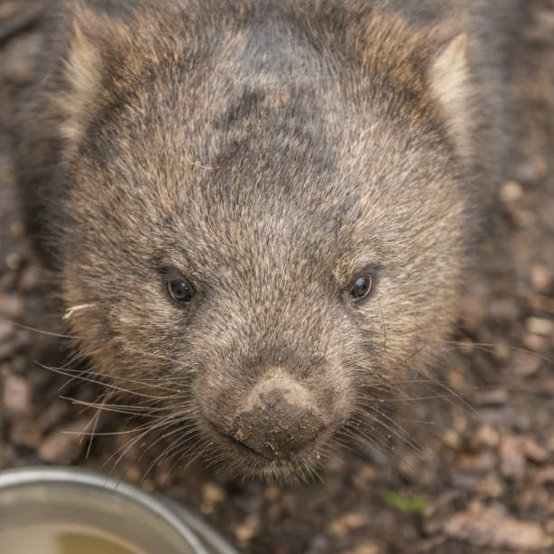 istock Adorable large wombat during the day looking for grass to eat 817269574