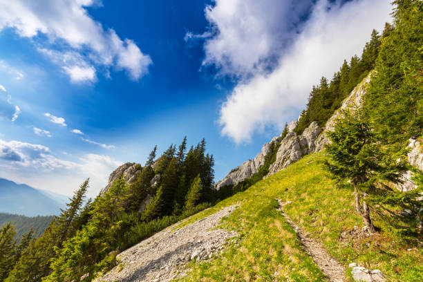 istock Limestone cliffs and fir trees in the Alps, in spring 817269588