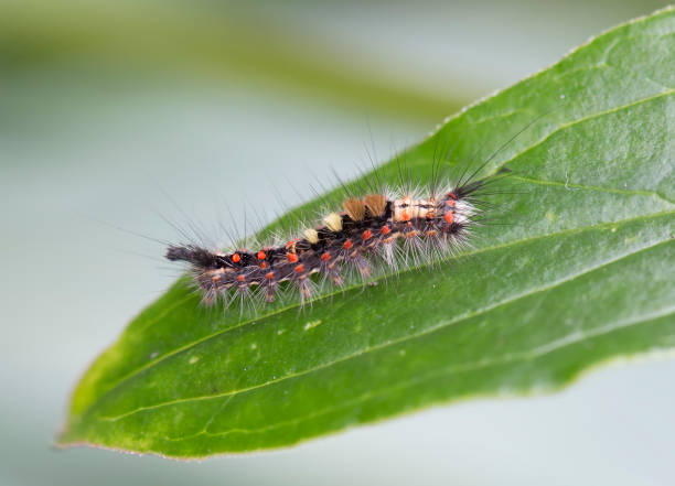 istock Caterpillar with tassel on the tail. 817273276