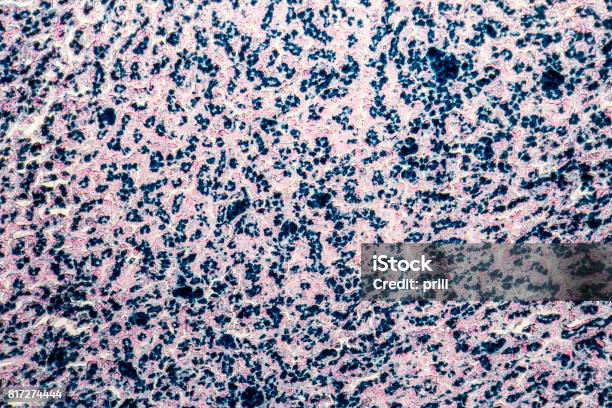 Human Liver Micrography Stock Photo - Download Image Now - Abstract, Anatomy, Biological Cell