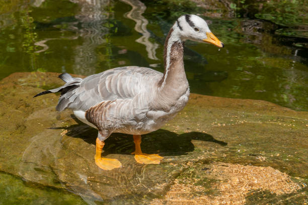 istock bar-headed goose in wet ambiance 817276460