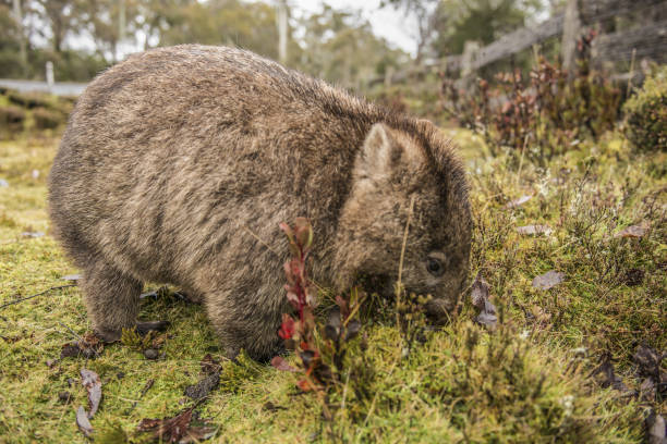 istock Adorable large wombat during the day looking for grass to eat 817276856