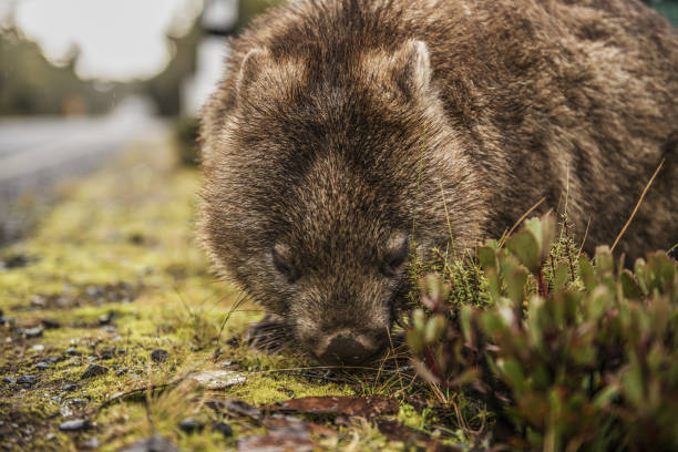 istock Adorable large wombat during the day looking for grass to eat 817277030