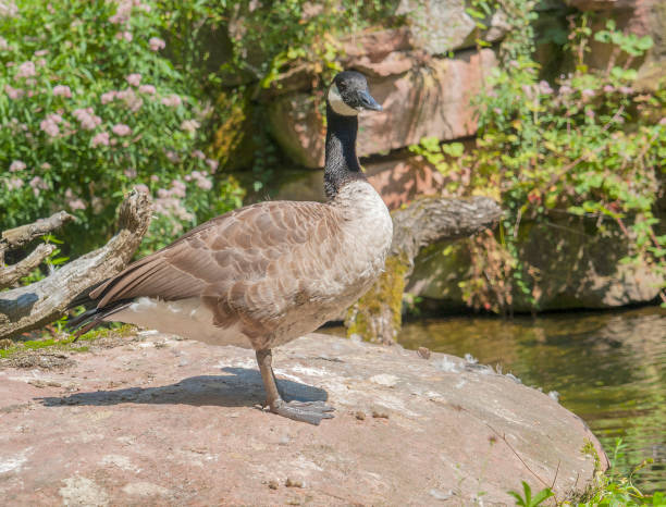 Canada goose in wet ambiance