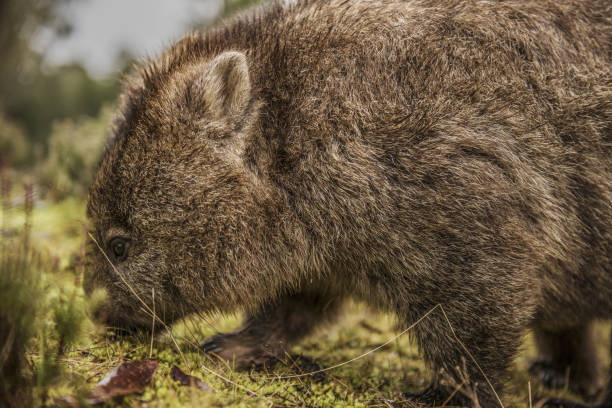 istock Adorable large wombat during the day looking for grass to eat 817277098