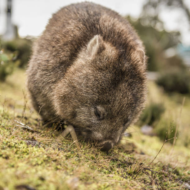 istock Adorable large wombat during the day looking for grass to eat 817277184