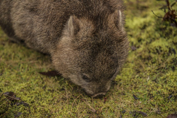 istock Adorable large wombat during the day looking for grass to eat 817277344