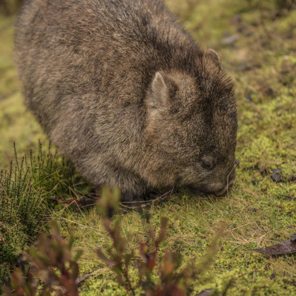 istock Adorable large wombat during the day looking for grass to eat 817277408