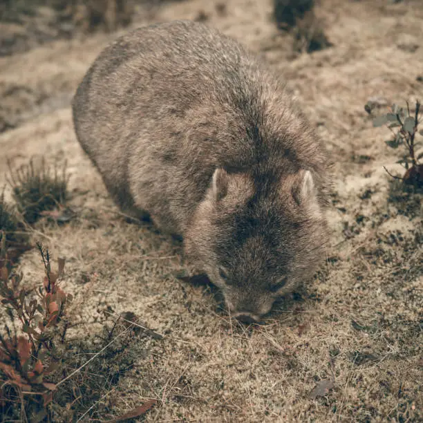 Large adorable wombat during the day looking for grass to eat in Cradle Mountain, Tasmania