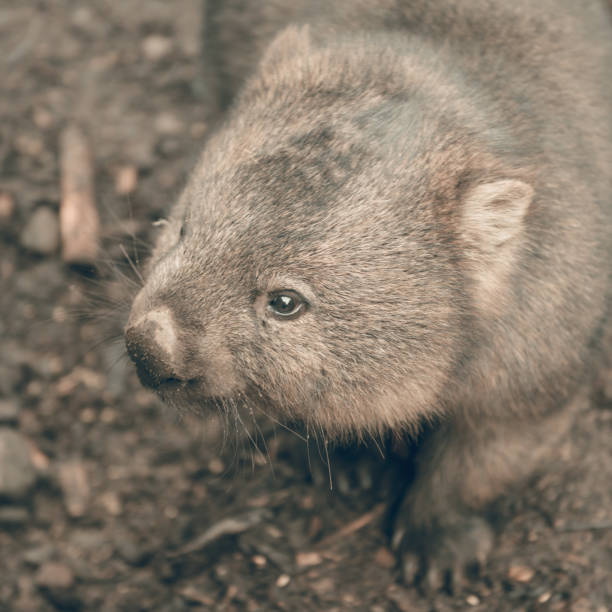 istock Adorable large wombat during the day looking for grass to eat 817282222