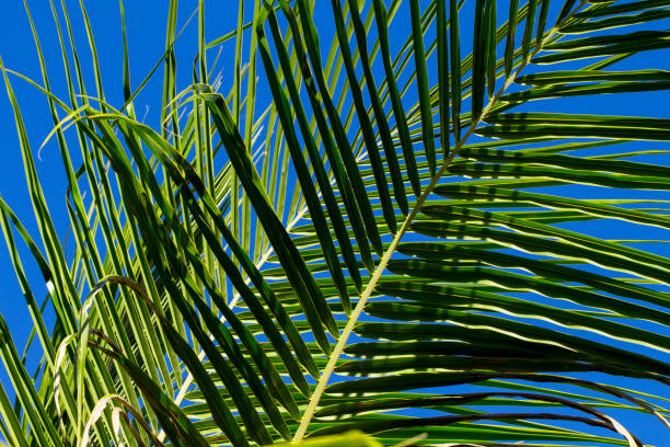 istock Palm leaf closeup photo on blue sky background. Green palm leaf on blue sky 817293584
