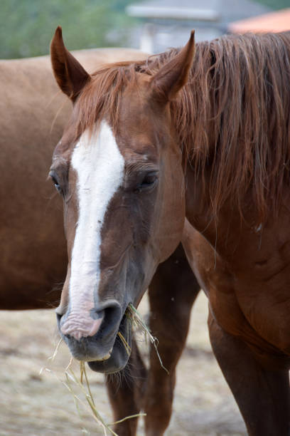 istock Portrait of a thoroughbred horse 817293616