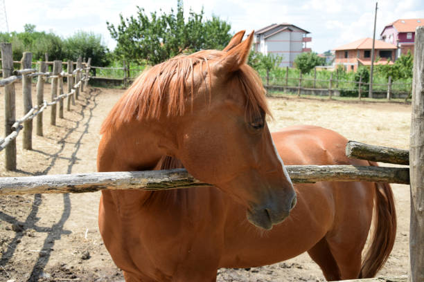 Portrait of a horse