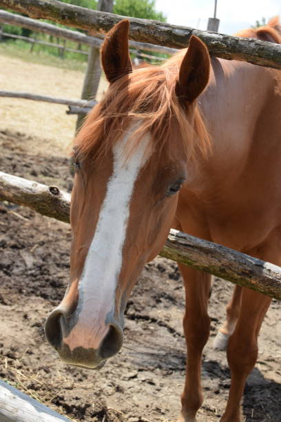 istock Portrait of a thoroughbred horse 817293648