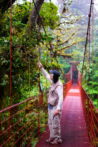 istock Senior man looking at tropical tree from suspension bridge in Monteverde Cloud forest , Costa Rica 817301598