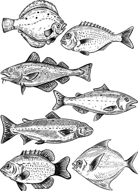 ilustrações de stock, clip art, desenhos animados e ícones de fish illustrations isolated on white background. fresh seafood. vector illustration - bacalhau
