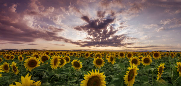 istock sunflowers in the sun panorama 817301882