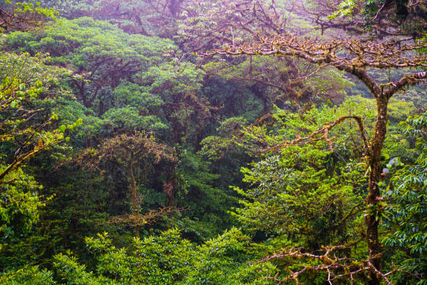 istock Top view of Cloud forest in Monteverde, Costa Rica 817302096