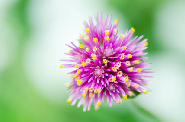 Close up of violet flower blossom in a garden,Decorative flowers