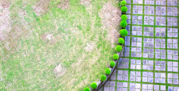 istock Pathway in garden,green lawns with bricks pathways,garden landscape design. 817304802