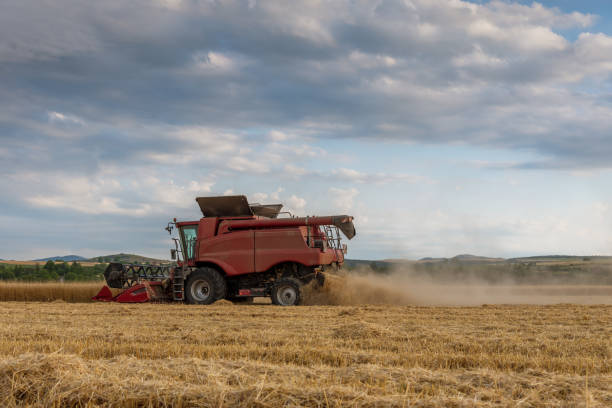 istock Harvester machine to harvest wheat field working 817306822