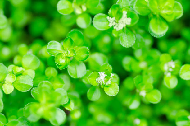 istock Small green leaves with white flower 817306976