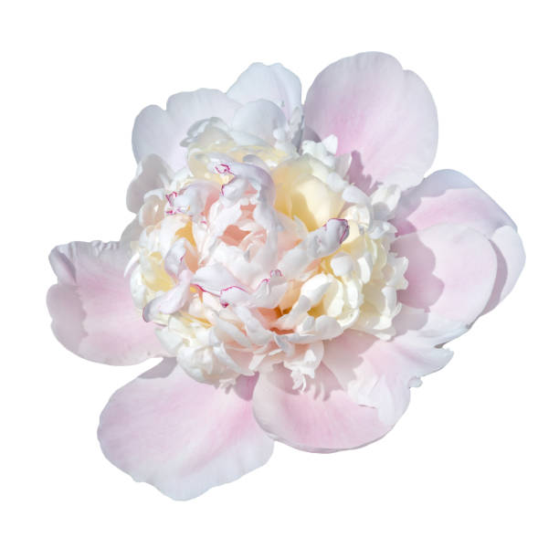 istock trendy  beautiful pale pink yellow  peony 817307008