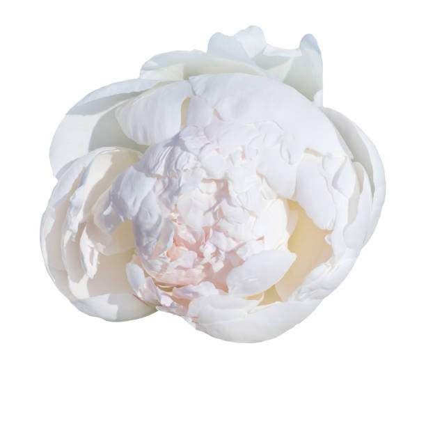 istock Trendy  pale pink peonies 817307244