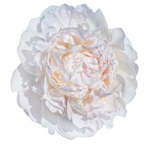 istock Trendy  pale pink peonies 817307390