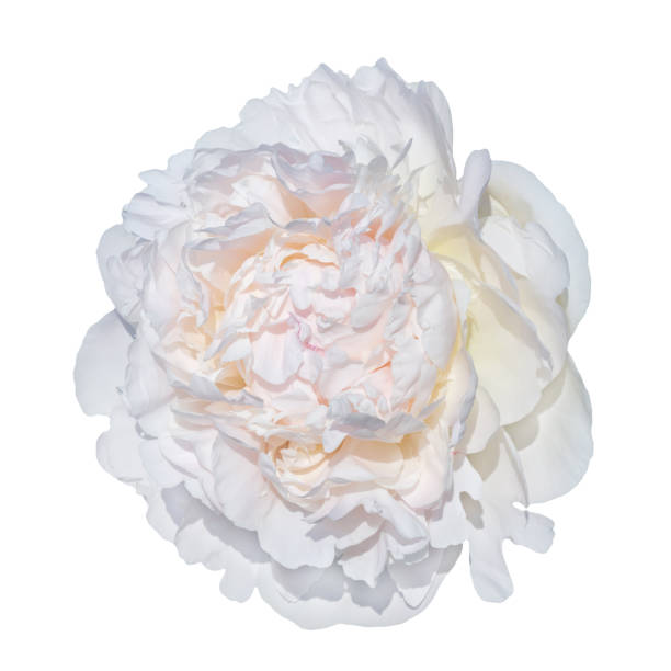 istock Trendy  pale pink peonies 817307548