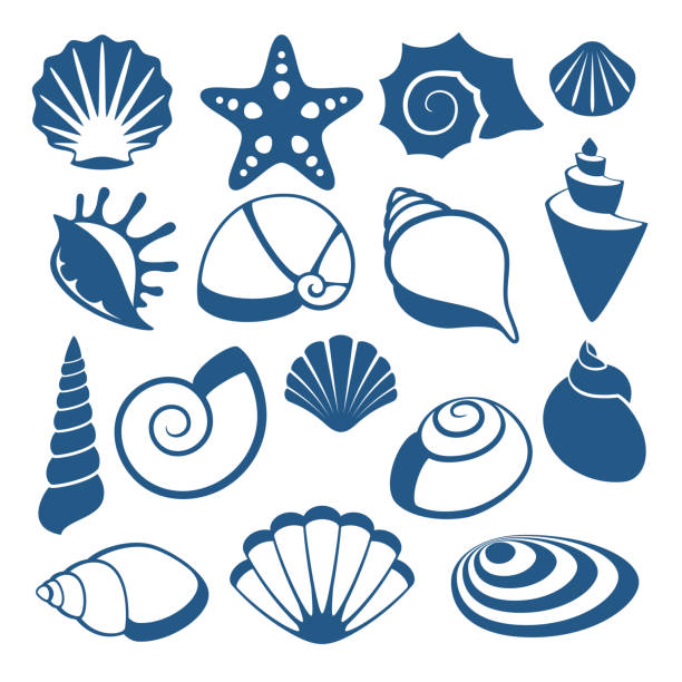 sea shell-vektor-silhouette-symbole - tritonshorn stock-grafiken, -clipart, -cartoons und -symbole