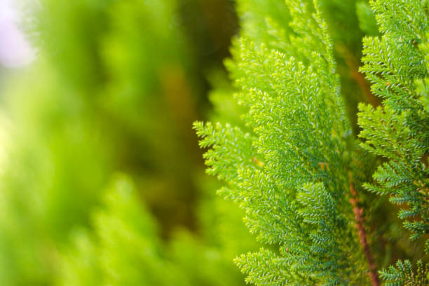 small green leaves Chinese Arborvitae or Oriental Arborvitae Close up texture of small green leaves Chinese Arborvitae or Oriental Arborvitae chinese arborvitae stock pictures, royalty-free photos & images