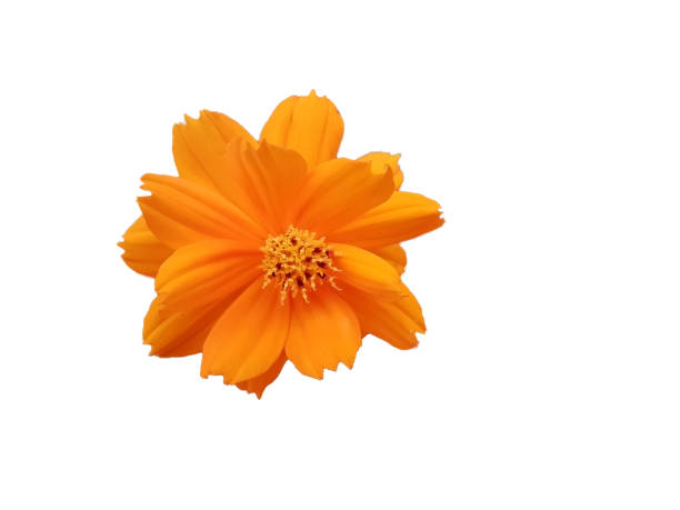 istock Beautiful orange Cosmos Sulphureus flower 817319558