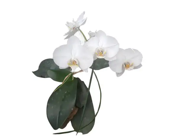 white orchid with green leaves isolated